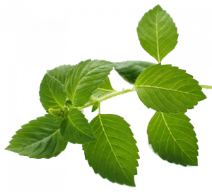 plants as allies planting peace plants as allies planting peace