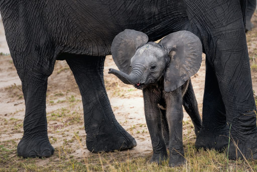 Elephant rescue